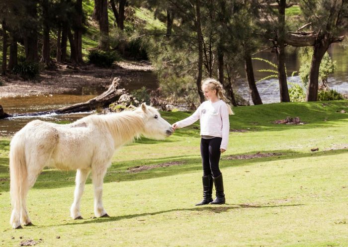 Girl meeting Acorn at horse riding at Turon Gates, Capertee